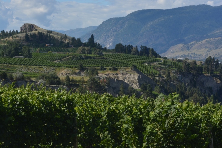 vineyards on hillside